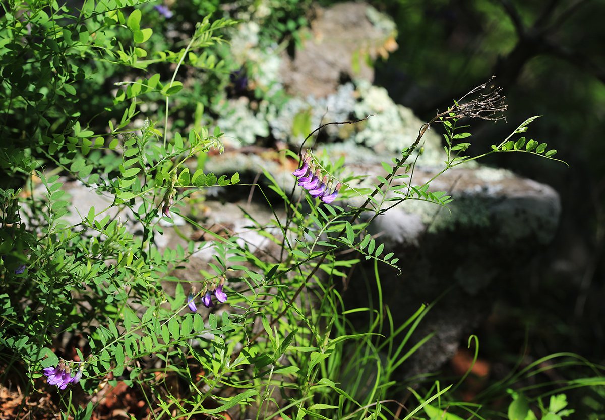 Изображение особи Vicia japonica.