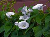 Calystegia sepium