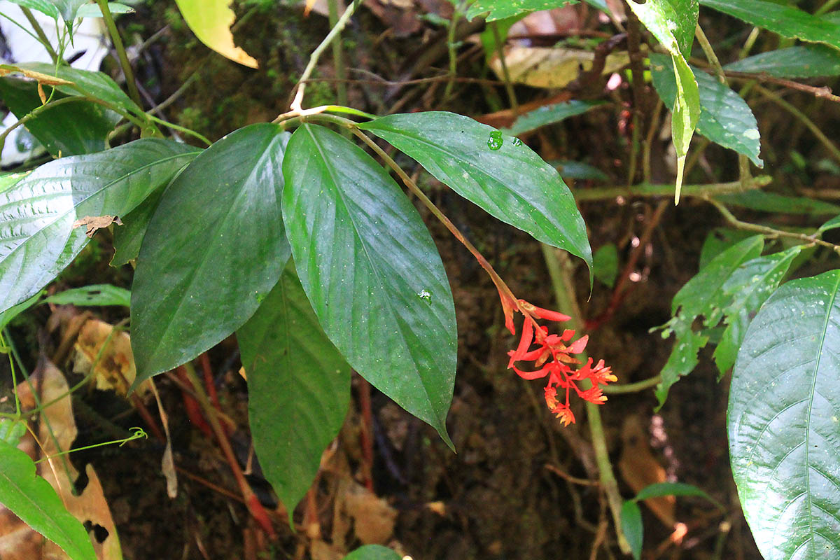 Изображение особи семейство Marantaceae.