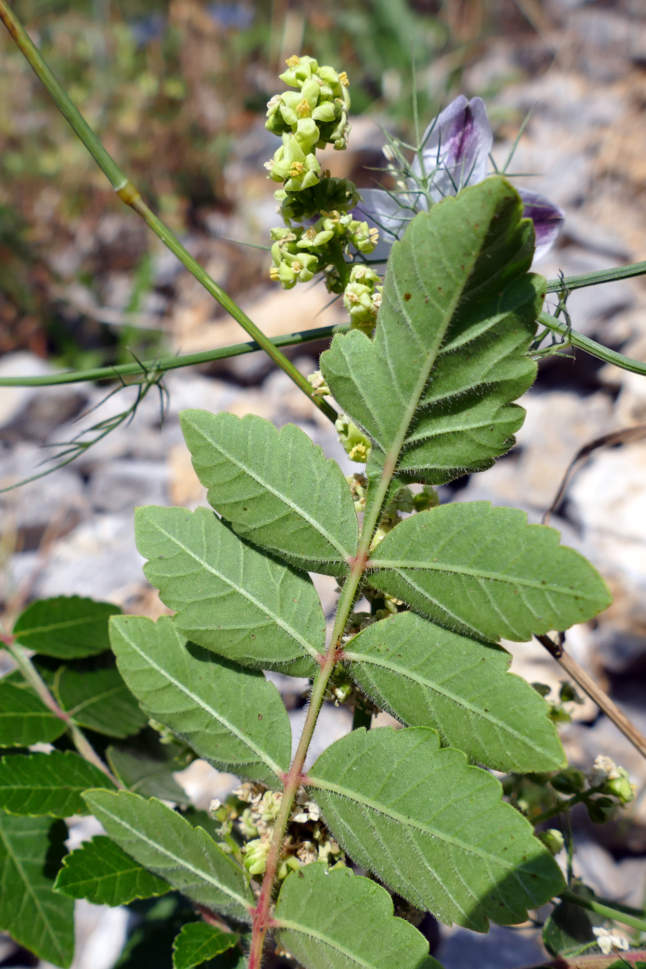 Image of Rhus coriaria specimen.