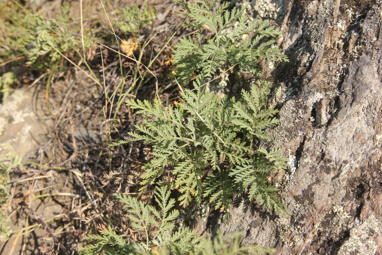 Изображение особи Artemisia stechmanniana.