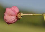 Euonymus maackii