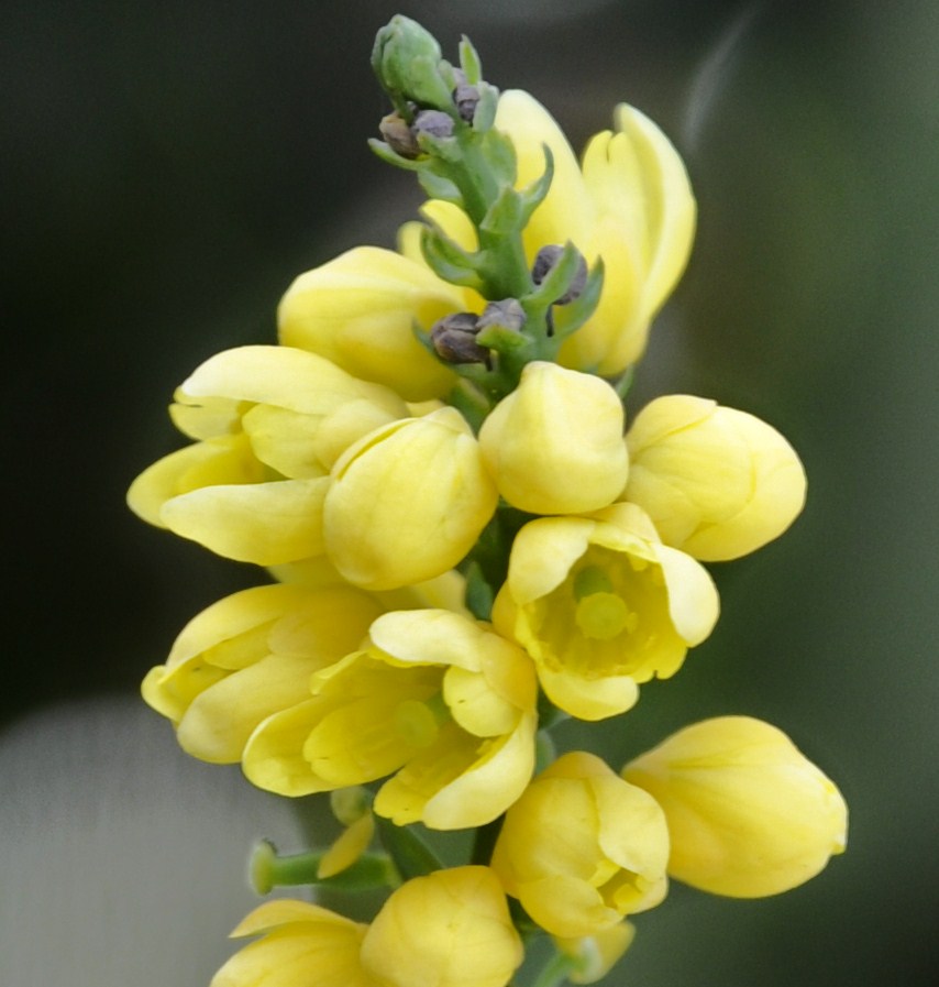 Изображение особи Mahonia bealei.