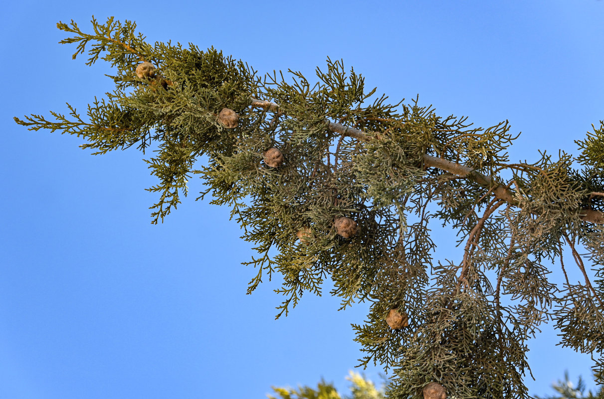 Image of Cupressus sempervirens specimen.