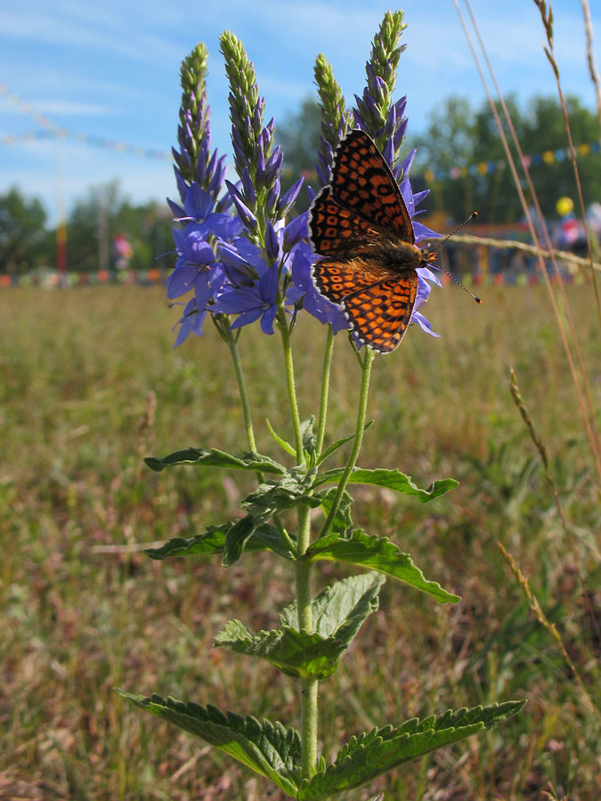 Image of Veronica teucrium specimen.