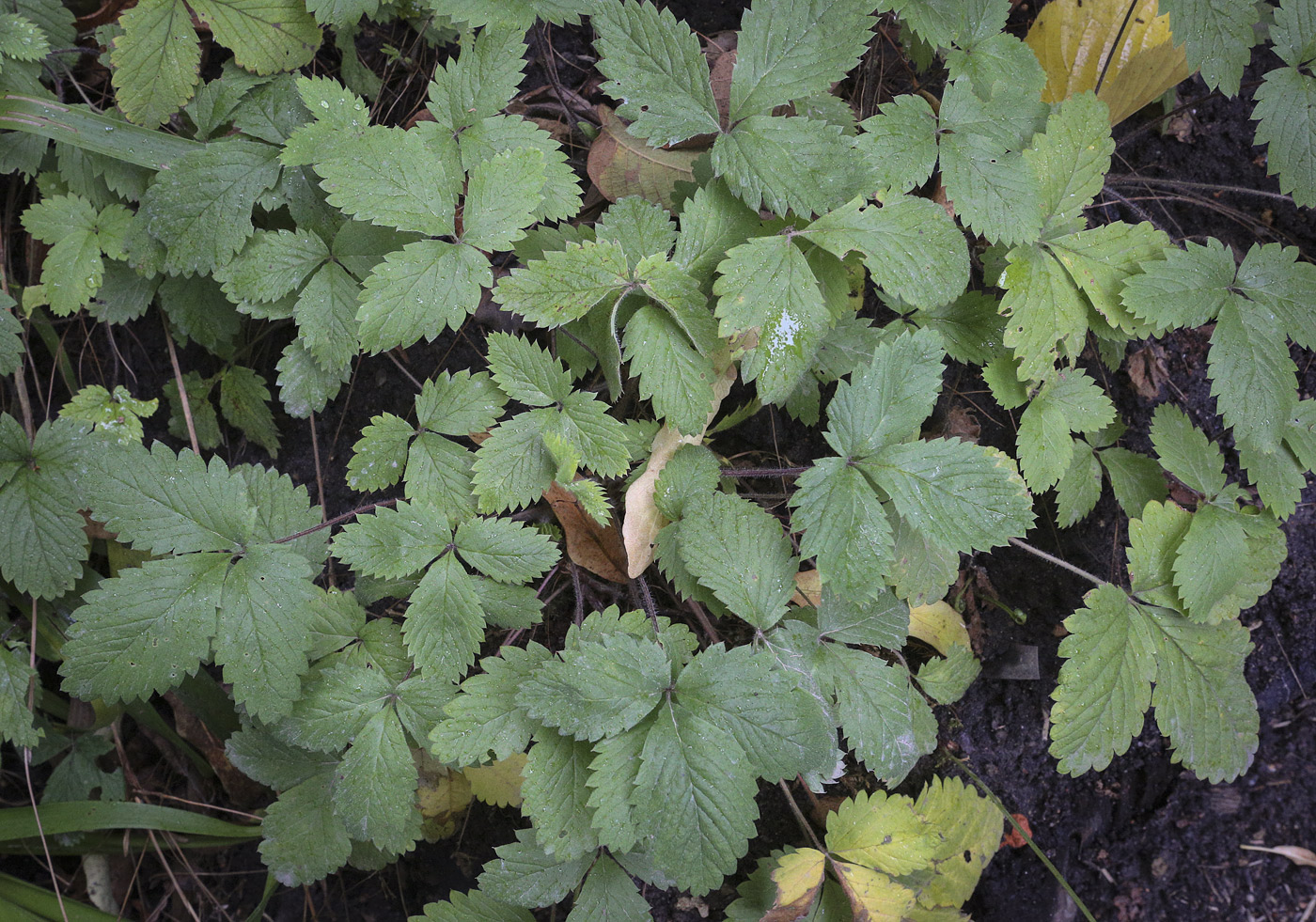 Изображение особи Potentilla micrantha.