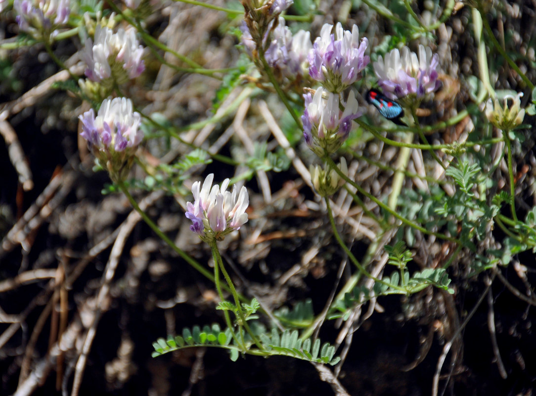 Image of Astragalus captiosus specimen.