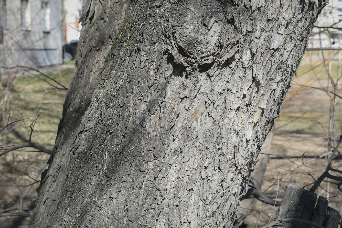 Image of Acer saccharinum specimen.