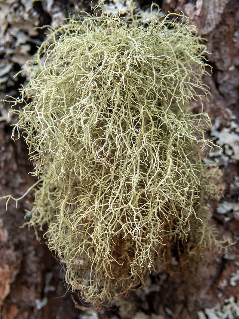 Image of Usnea hirta specimen.