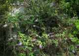 Buddleja davidii. Отцветающие растения. Болгария, г. Бургас, Приморский парк, в культуре. 16.09.2021.