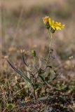 genus Hieracium. Цветущее растение. Кабардино-Балкария, Эльбрусский р-н, долина р. Ирик, субальпийский луг. 21.08.2023.