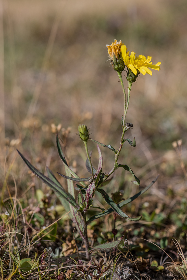 Image of genus Hieracium specimen.