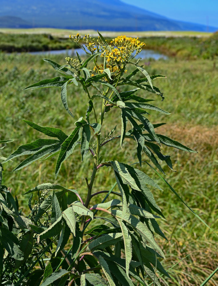 Image of Senecio cannabifolius specimen.