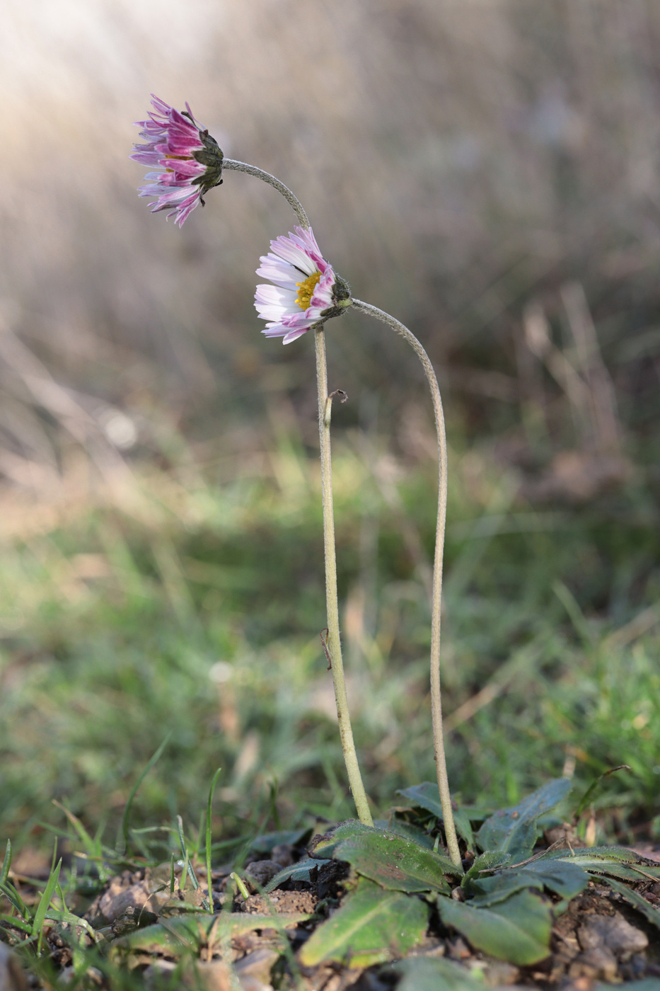 Изображение особи Bellis sylvestris.