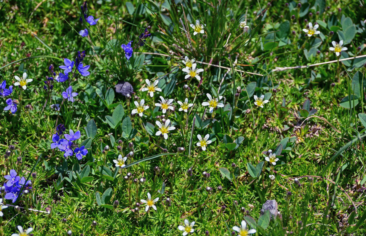 Image of Minuartia aizoides specimen.