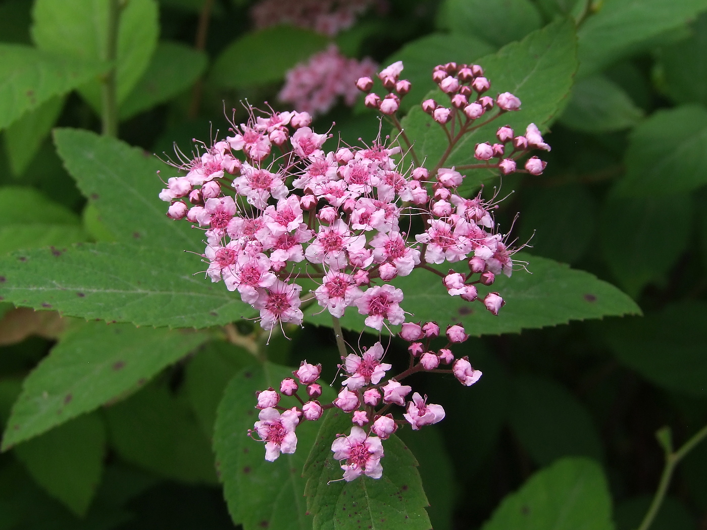 Изображение особи Spiraea japonica.