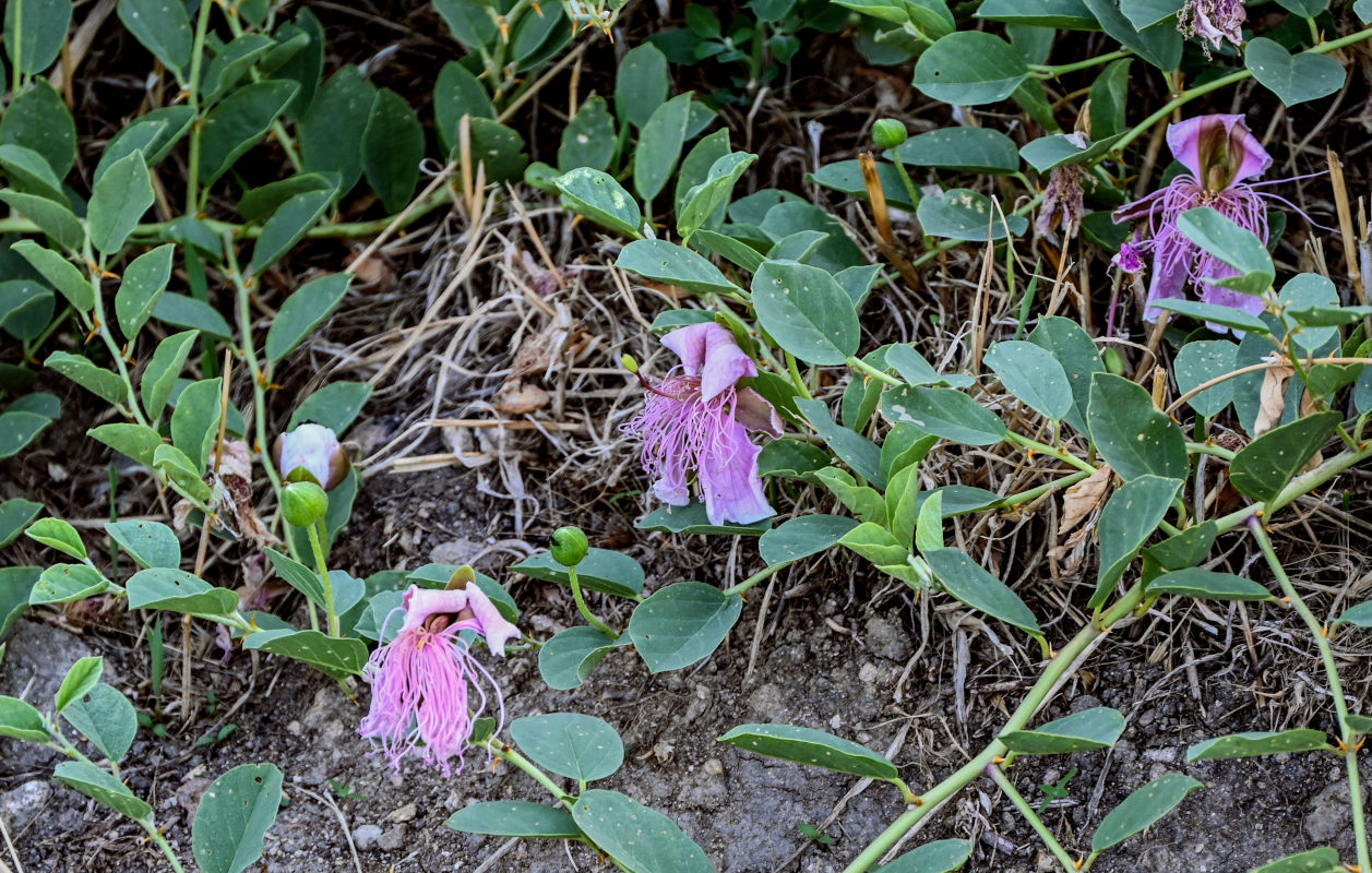 Image of Capparis herbacea specimen.