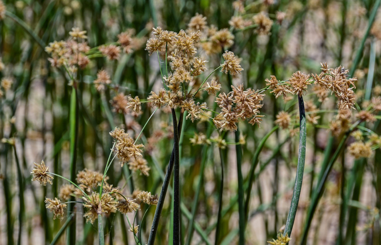 Изображение особи род Cyperus.