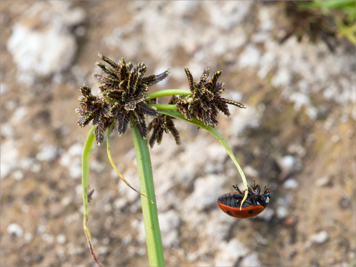 Image of Cyperus fuscus specimen.