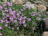 Thymus glabricaulis