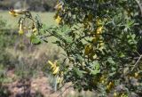 Смотреть изображение Cytisus villosus