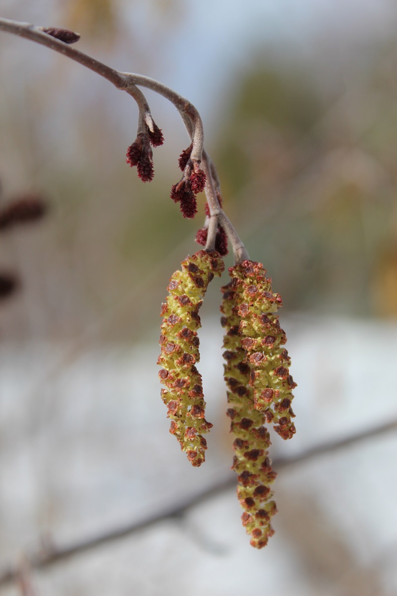 Изображение особи Alnus incana.