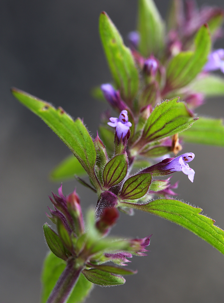 Изображение особи Dracocephalum thymiflorum.