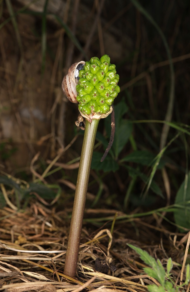 Изображение особи Arum elongatum.