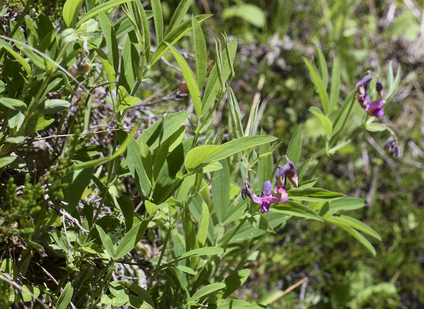 Изображение особи Lathyrus linifolius.