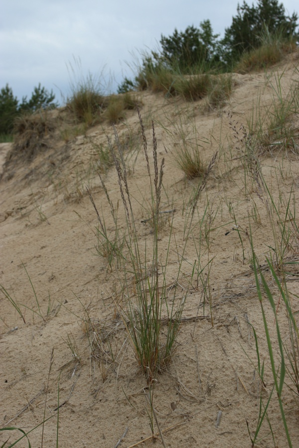 Image of Festuca sabulosa specimen.