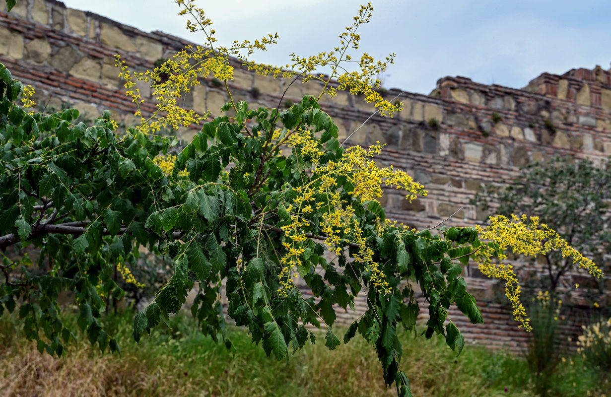 Image of Koelreuteria paniculata specimen.