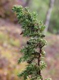 Juniperus niemannii. Верхушка ветви с шишкоягодами. Мурманская обл., Кольский р-н, 1446 км автодороги Р-21 \"Кола\" (Печенгская дорога), кустарничково-зеленомошный березняк. 01.08.2022.