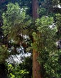 Cryptomeria japonica. Часть ствола и ветви. Китай, провинция Хунань, национальный парк \"Чжанцзяцзе\", опушка смешанного леса. 06.06.2024.