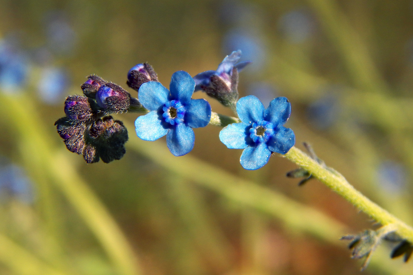 Изображение особи семейство Boraginaceae.