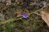 Campanula persicifolia. Цветок. Липецкая обл., Данковский р-н, ур. Крутые Дубки, лес. 31 июля 2024 г.