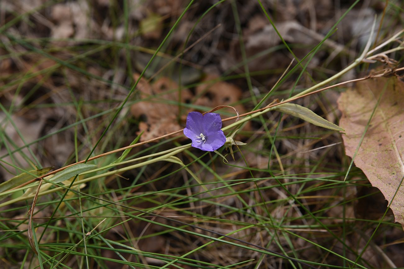 Image of Campanula persicifolia specimen.