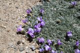 genus Oxytropis. Цветки и листья. Таджикистан, Горно-Бадахшанская автономная обл., Ишкашимский р-н, Южно-Аличурский хр., дол. оз. Харгуш, выс. ≈ 4254 м н.у.м., песчано-галечниковое дно долины. 3 июля 2024 г.