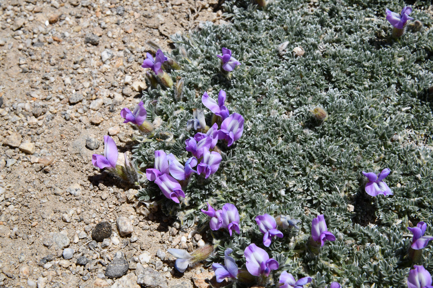 Image of genus Oxytropis specimen.