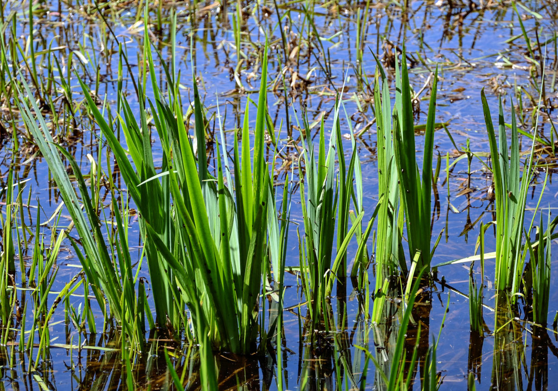 Image of Iris pseudacorus specimen.