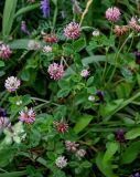 Trifolium hybridum. Верхушки цветущих побегов. Вологодская обл., Кирилловский р-н, побережье оз. Ильинское, луг. 12.07.2024.