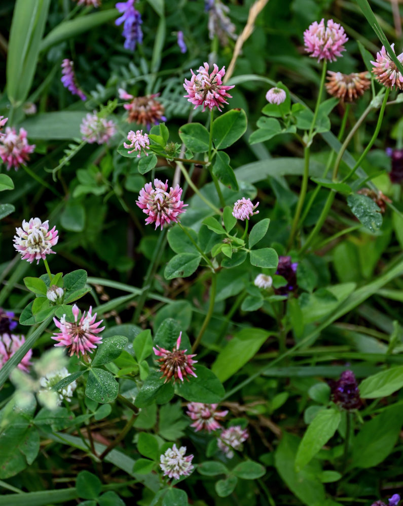 Изображение особи Trifolium hybridum.