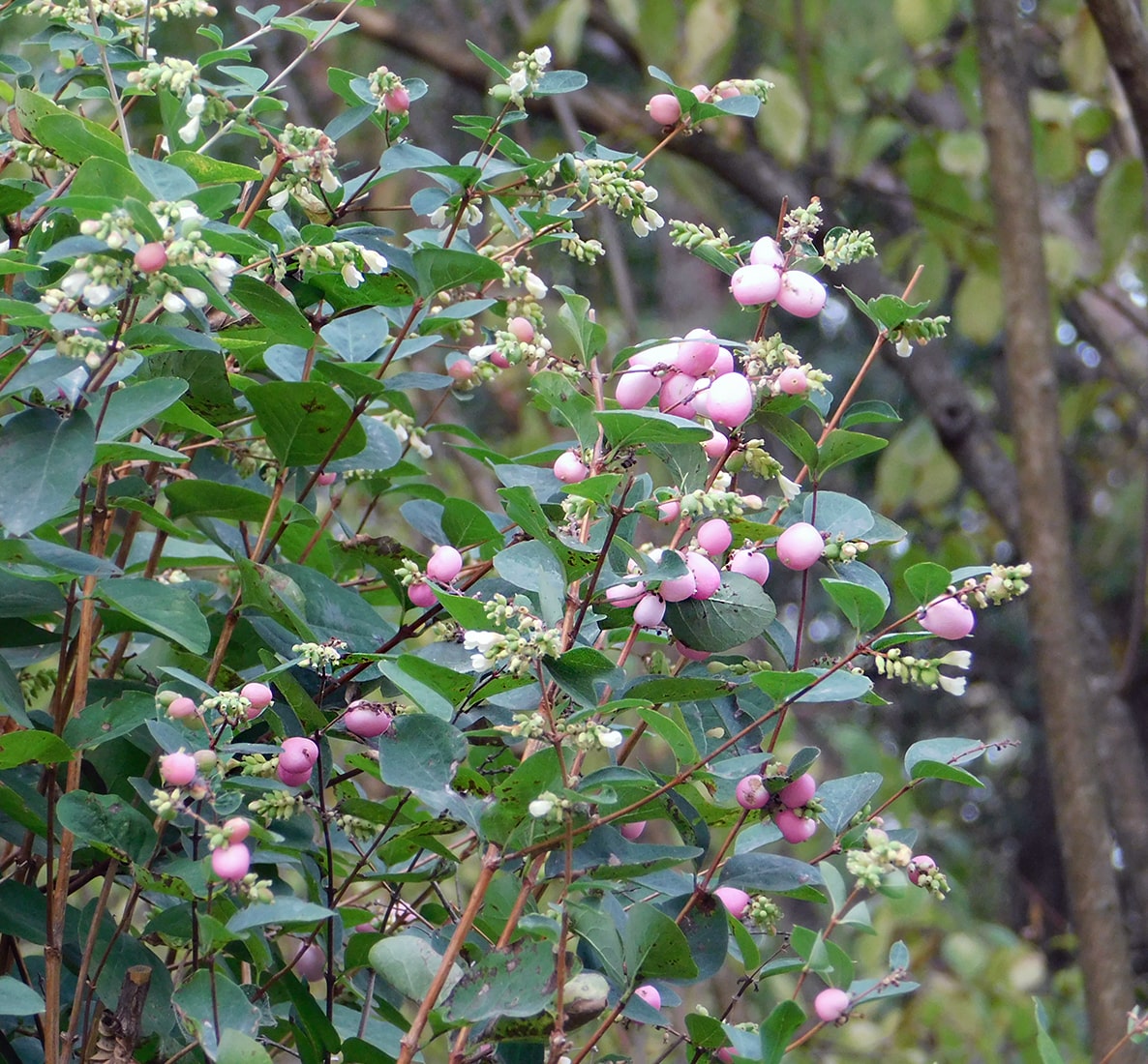 Image of Symphoricarpos &times; doorenbosii specimen.