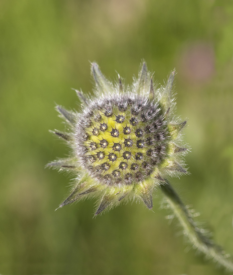 Image of Knautia montana specimen.