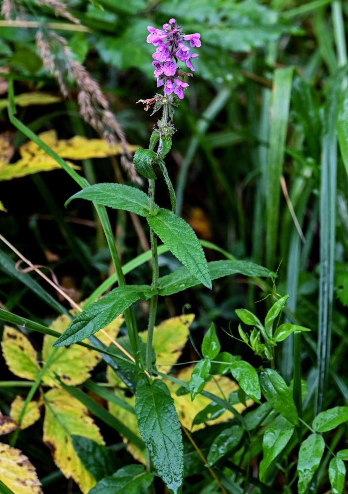 Изображение особи Stachys palustris.