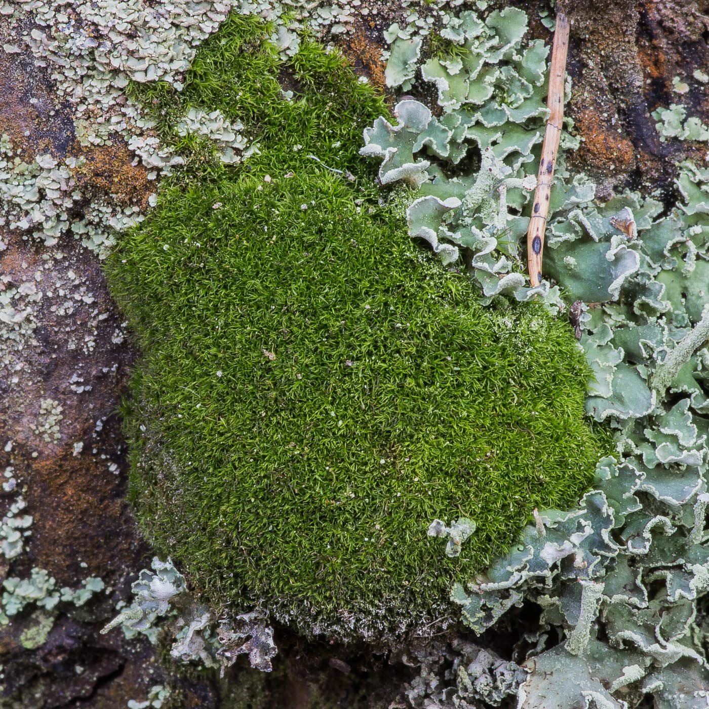 Изображение особи класс Bryopsida.