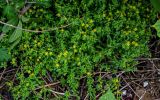 Sedum bulbiferum