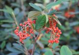 Cotoneaster coriaceus. Ветвь с соплодиями. Краснодарский край, Черноморское побережье Кавказа, м/о г. Геленджик, с. Кабардинка, Старый парк. 10 ноября 2024 г.