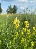 Linaria vulgaris