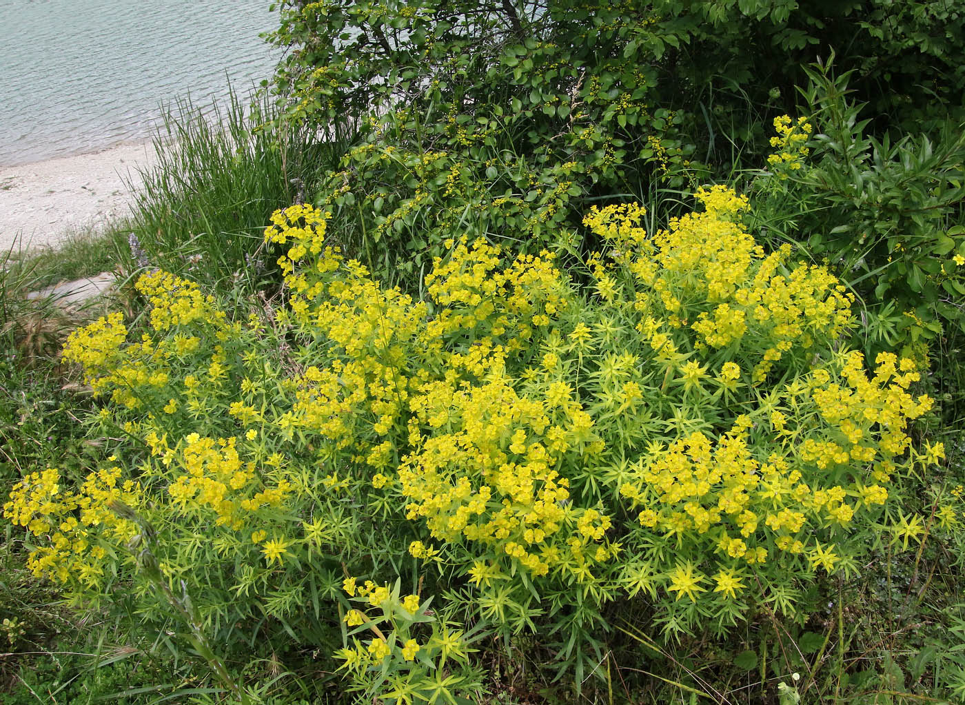 Изображение особи Euphorbia virgata.