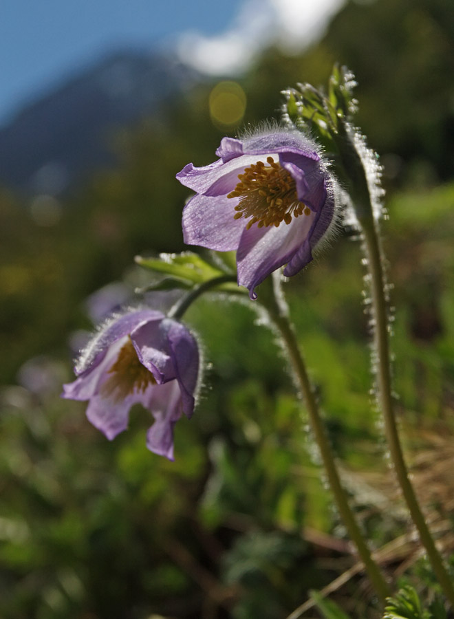 Изображение особи Pulsatilla patens.